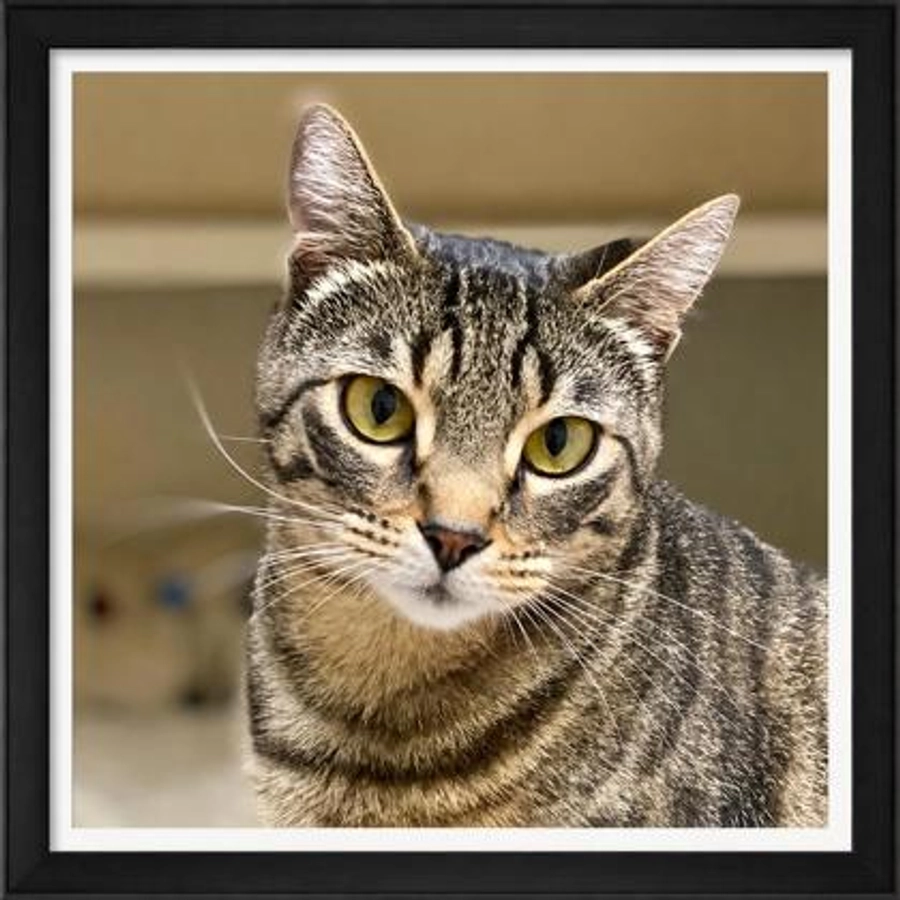 Photo of Cinnamon