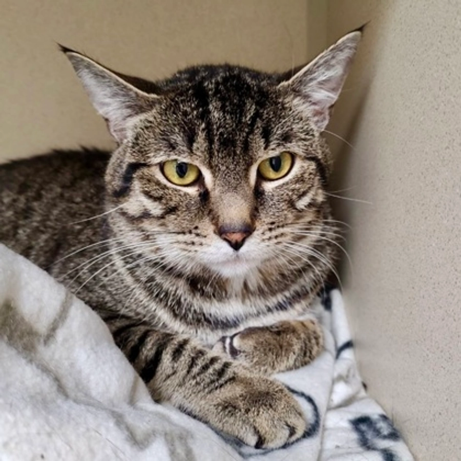 Photo of Apollo
