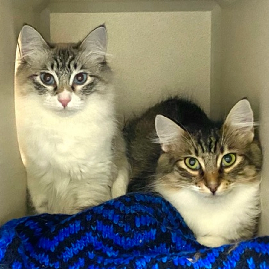 Photo of Tabby (Bonded to Lillie)
