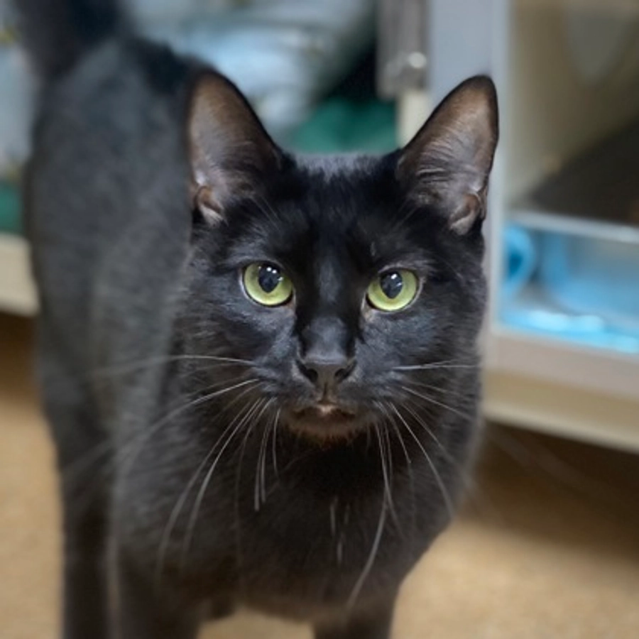 Photo of Puma