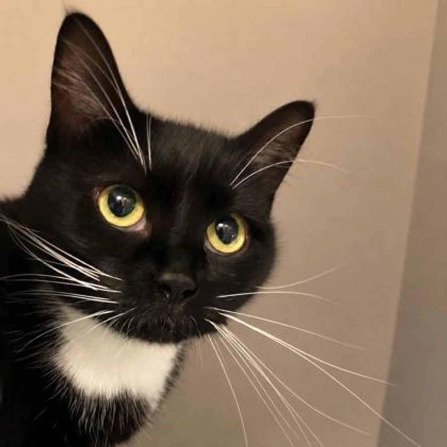 Photo of Bella