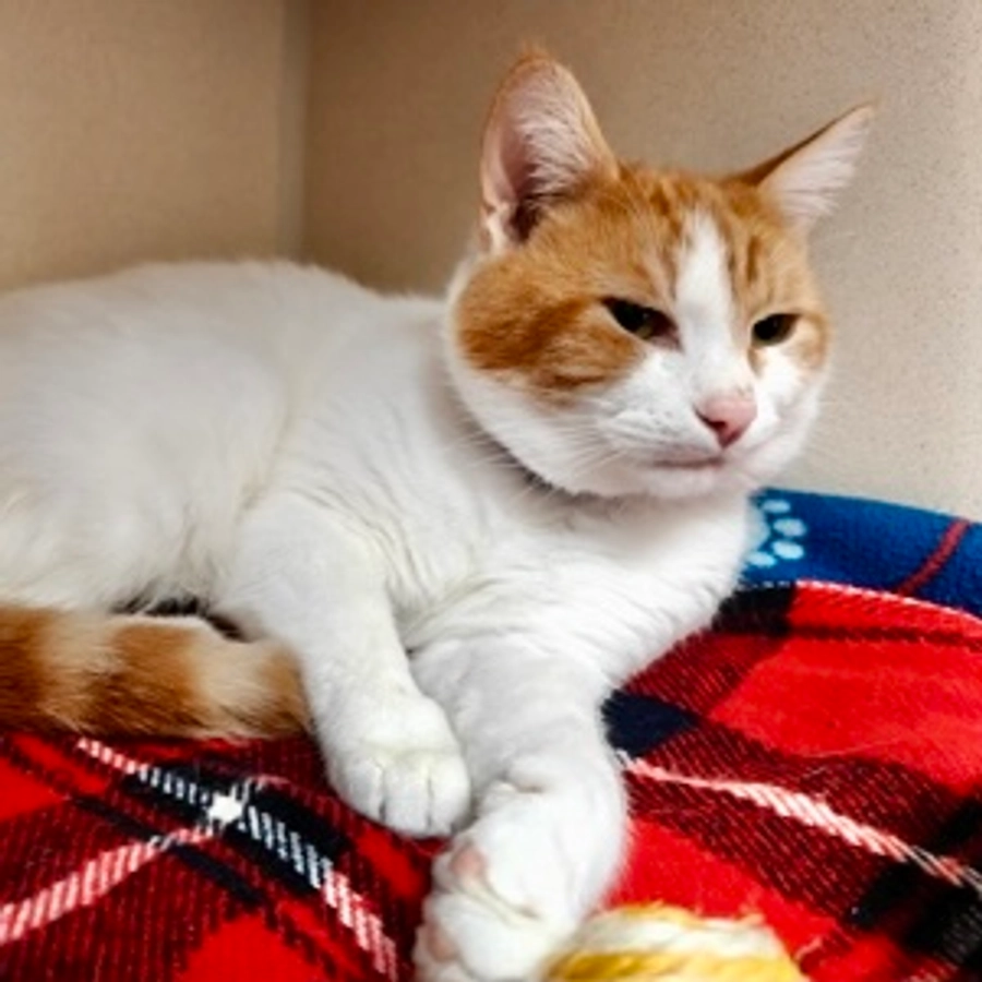 Photo of Link
