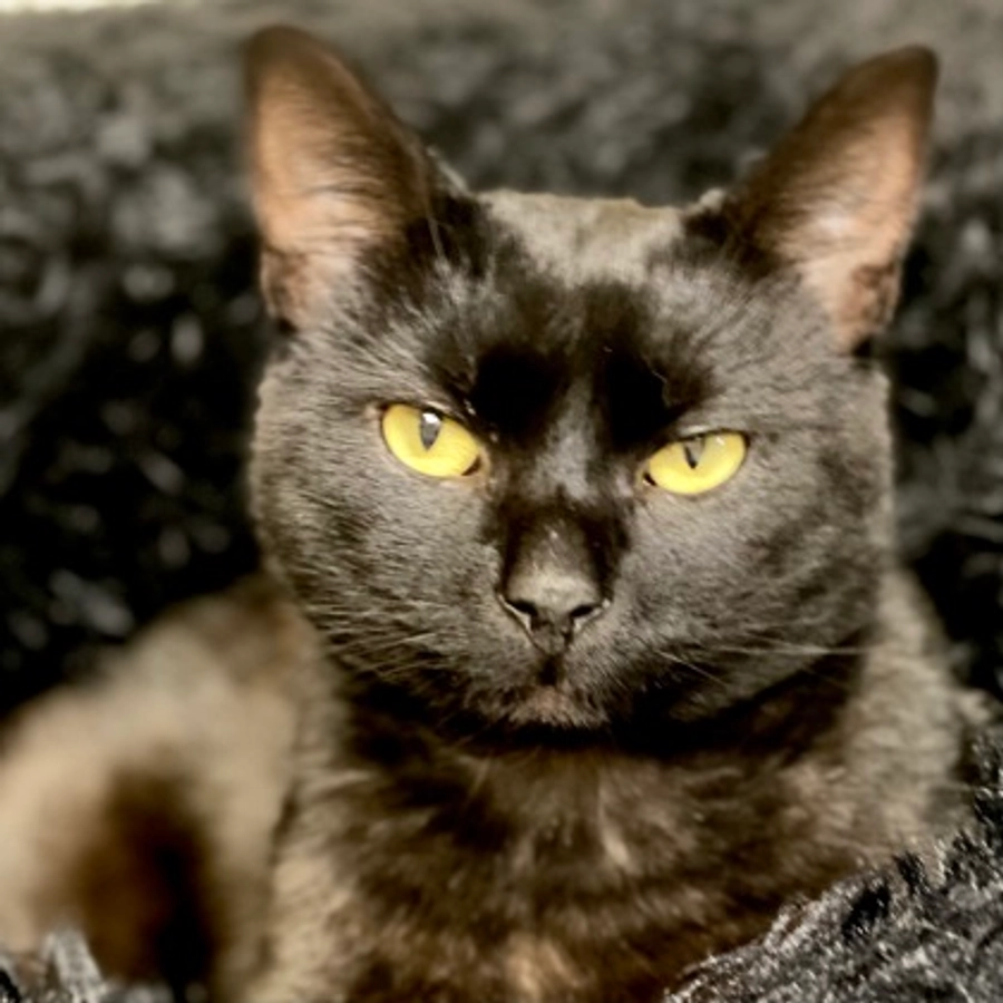 Photo of Shadow