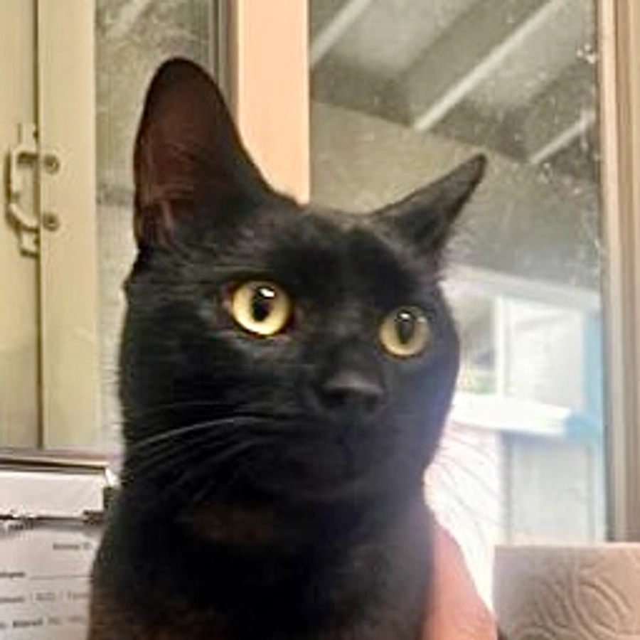 Photo of Shadow