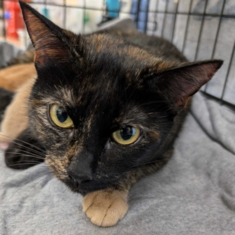 Photo of Zoodles