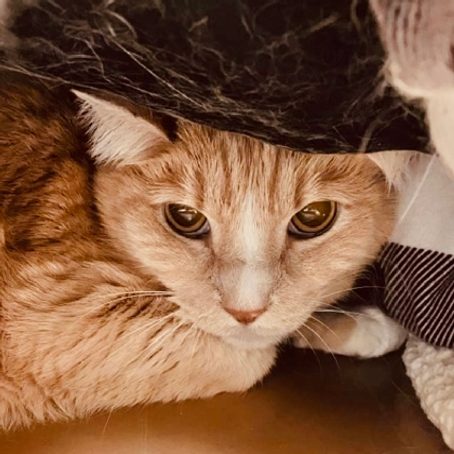Photo of Ziggy