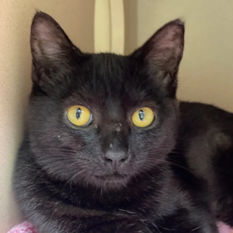 Photo of Lilac