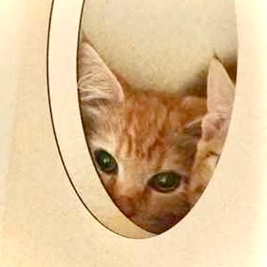 Photo of Sunkist