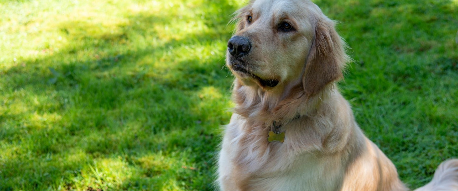 Chevy - adoptable pet at Humane Society of Skagit Valley