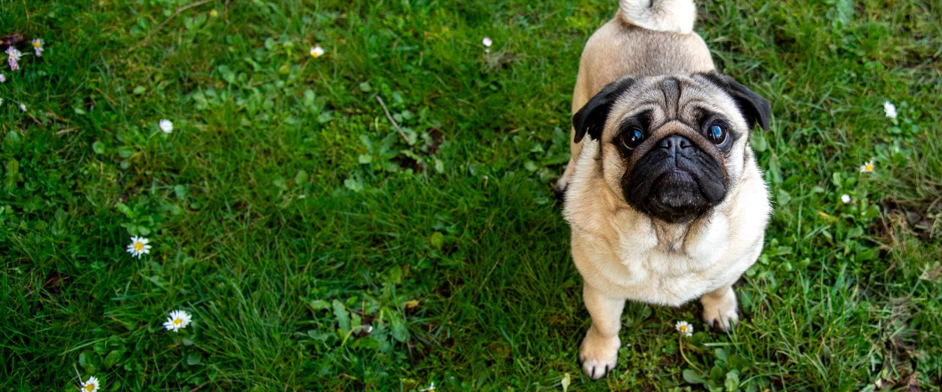 Lola - adoptable pet at Humane Society of Skagit Valley