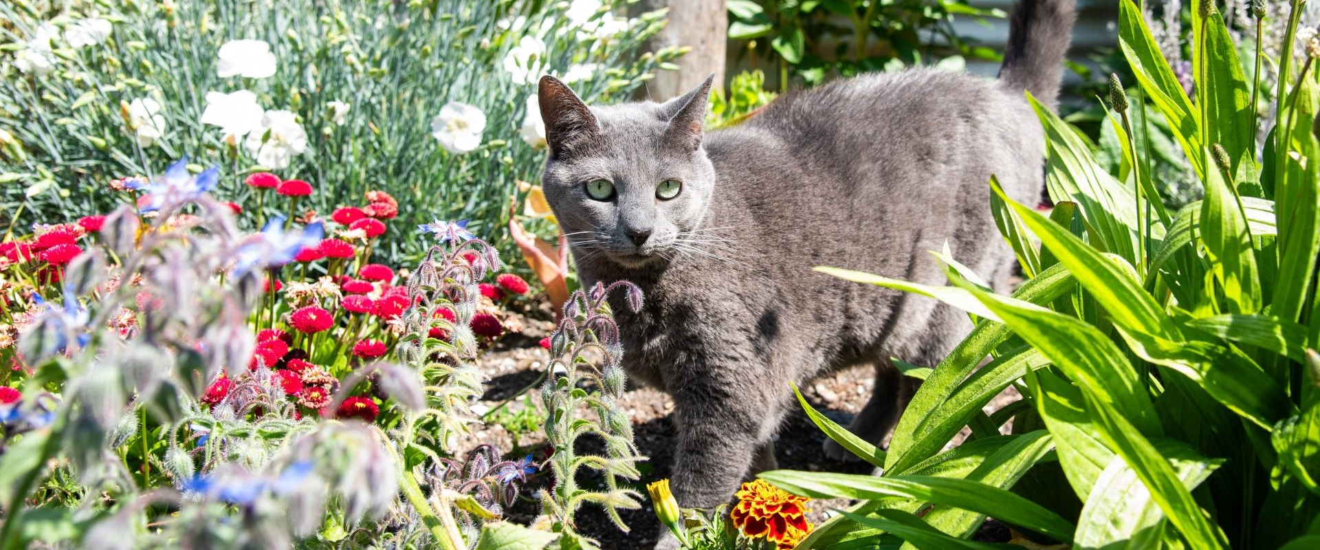 Polly - adoptable pet at Humane Society of Skagit Valley
