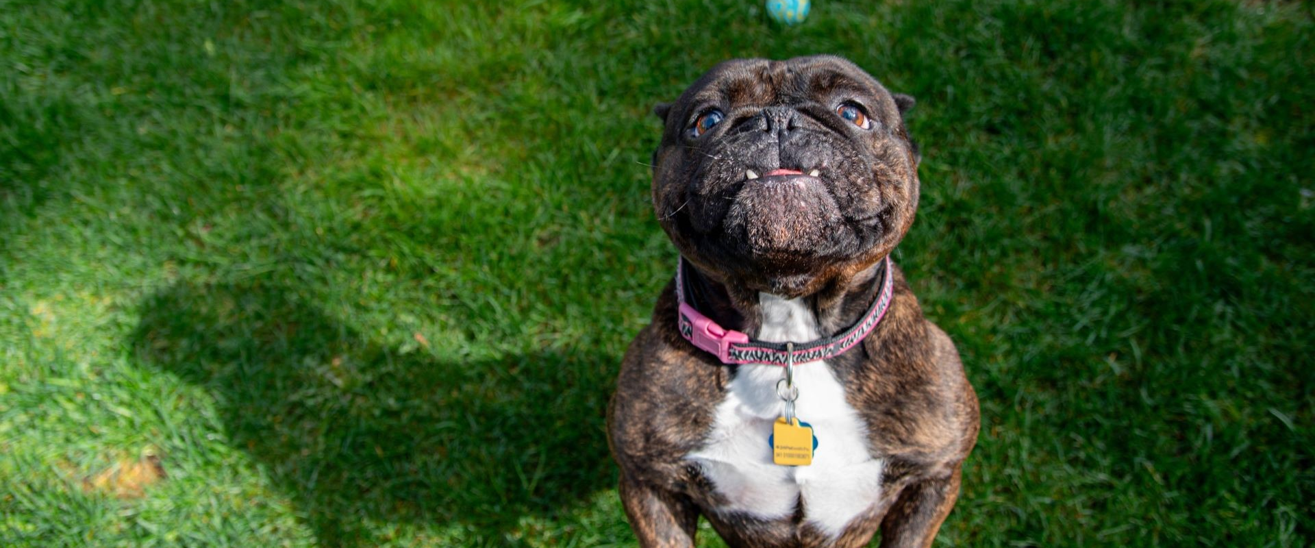 Sadie - adoptable pet at Humane Society of Skagit Valley