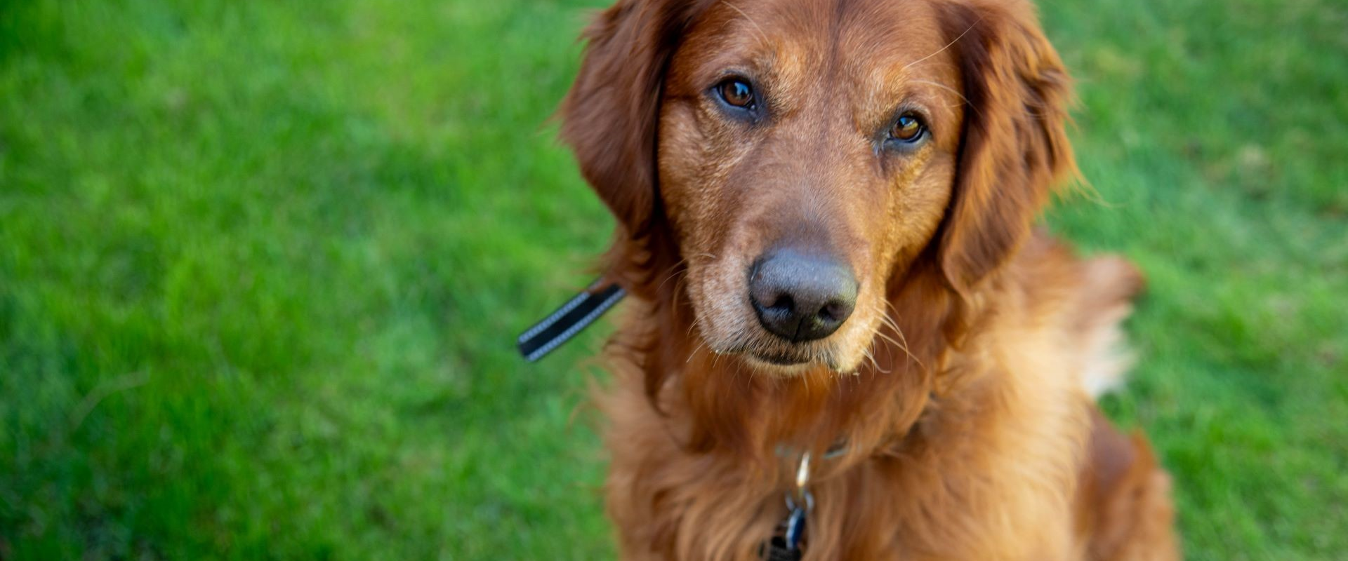 Sparky - adoptable pet at Humane Society of Skagit Valley