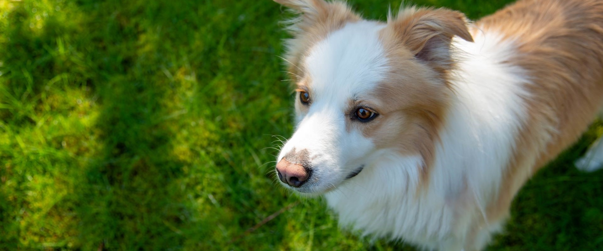 Bravo - adoptable pet at Humane Society of Skagit Valley