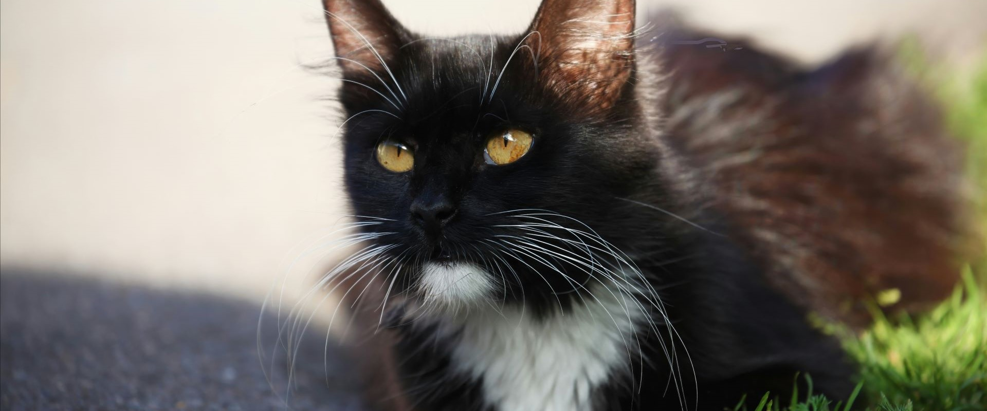 Luna - adoptable pet at Humane Society of Skagit Valley