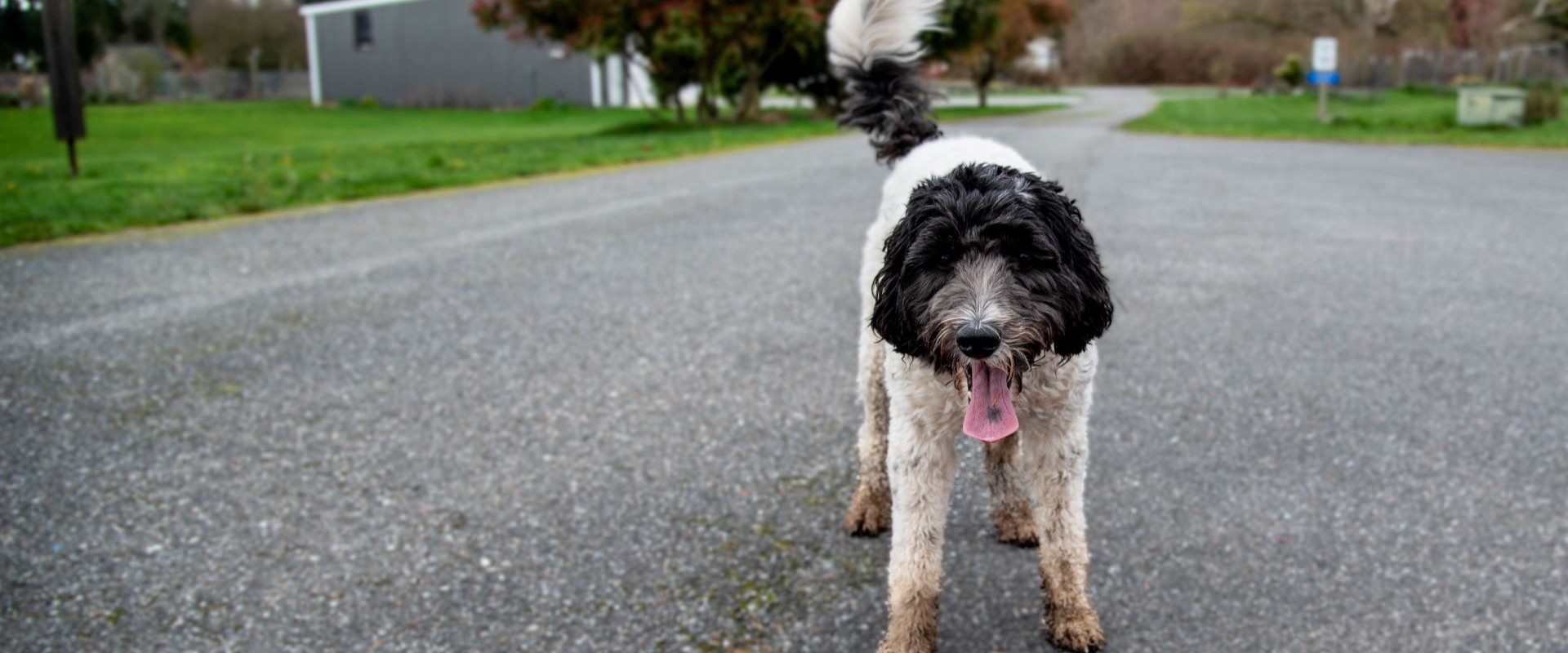 Reya - adoptable pet at Humane Society of Skagit Valley
