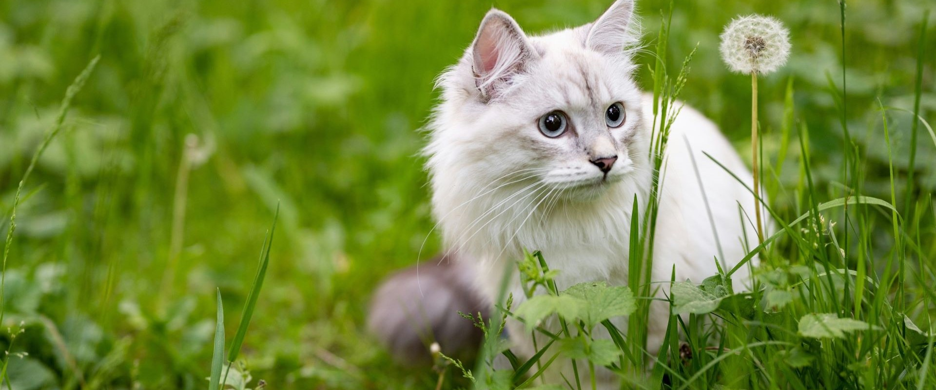 Snowflake - adoptable pet at Humane Society of Skagit Valley