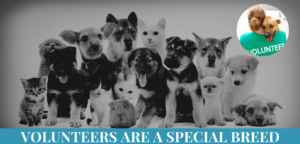 Volunteer - Humane Society of Skagit Valley (HSSV)