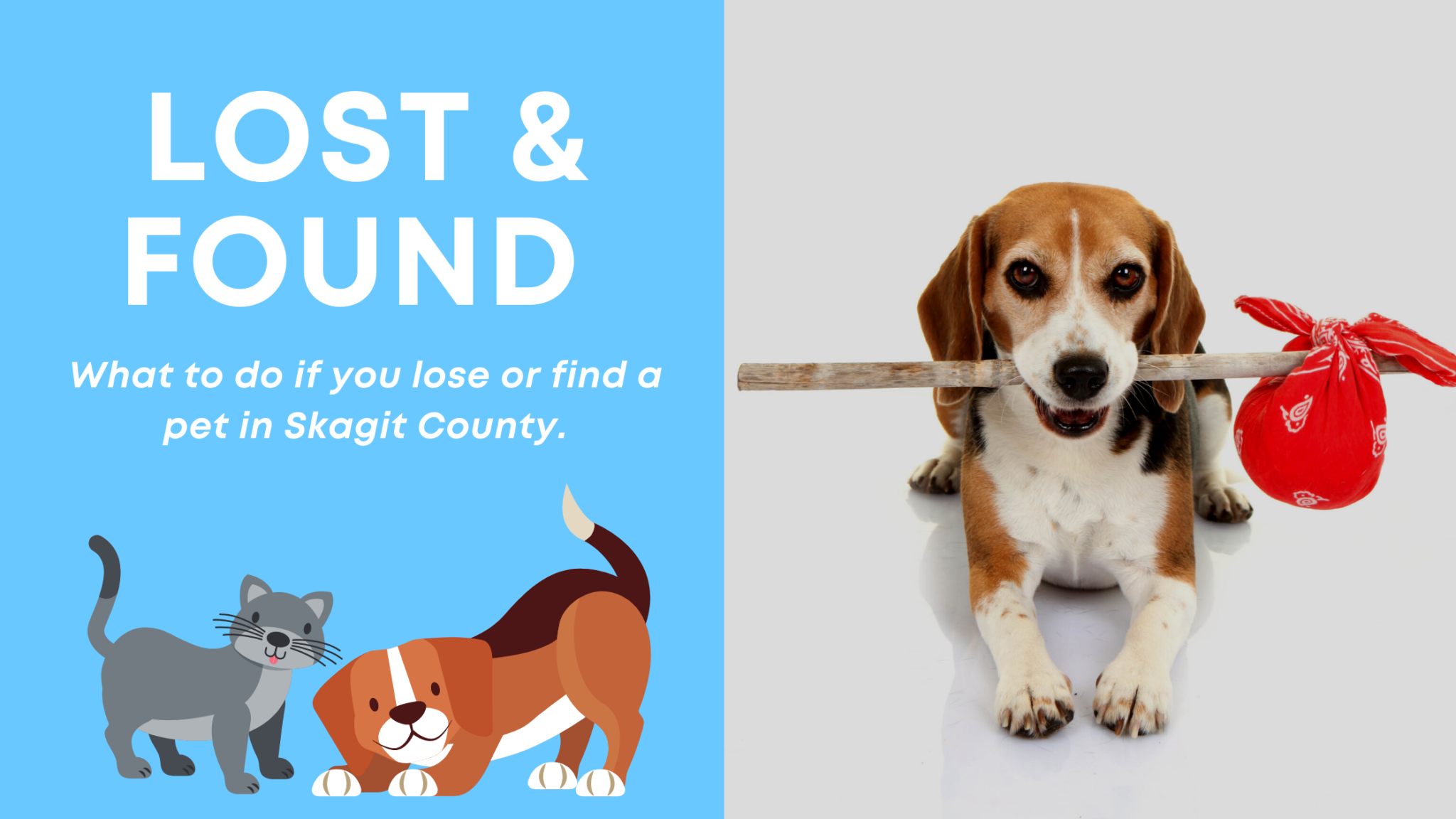 pets lost and found